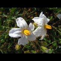 Morelle de Balbis - Solanum sisymbrifolium ou Solanum Balbisii (fam Solanacees) (4)